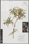 Foto von Salix alba L. x Salix fragilis L.